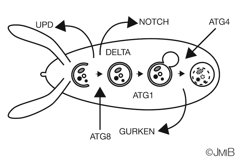 Drosophila1