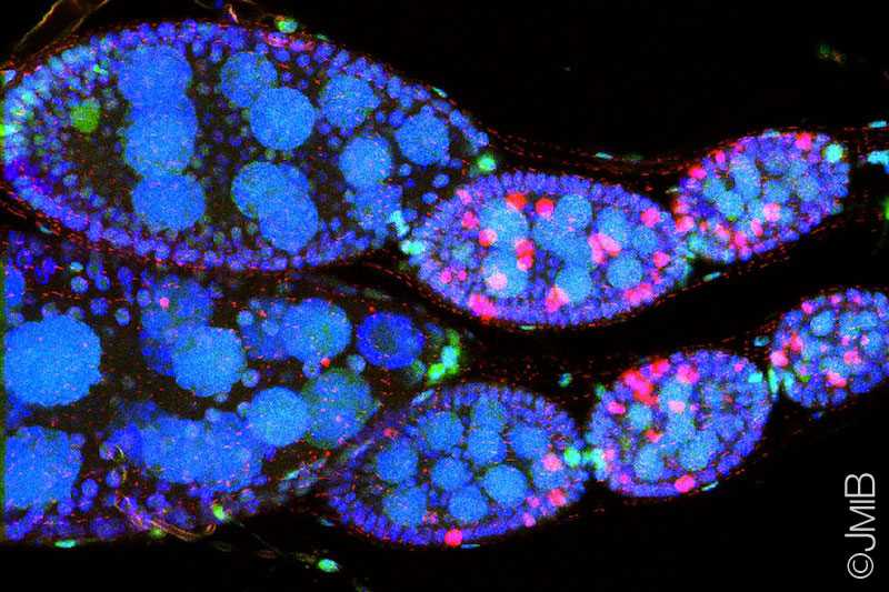 Drosophila2