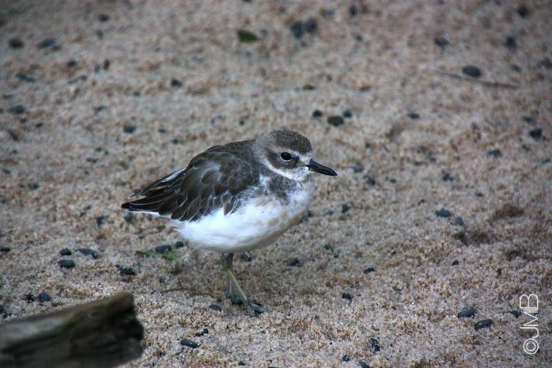 NZ_Dotterel1