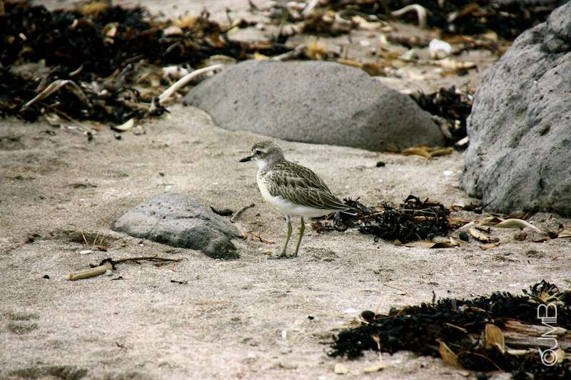 NZ_Dotterel3