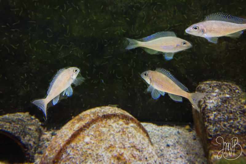 ltcichlid2