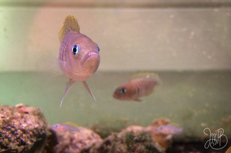 ltcichlid3